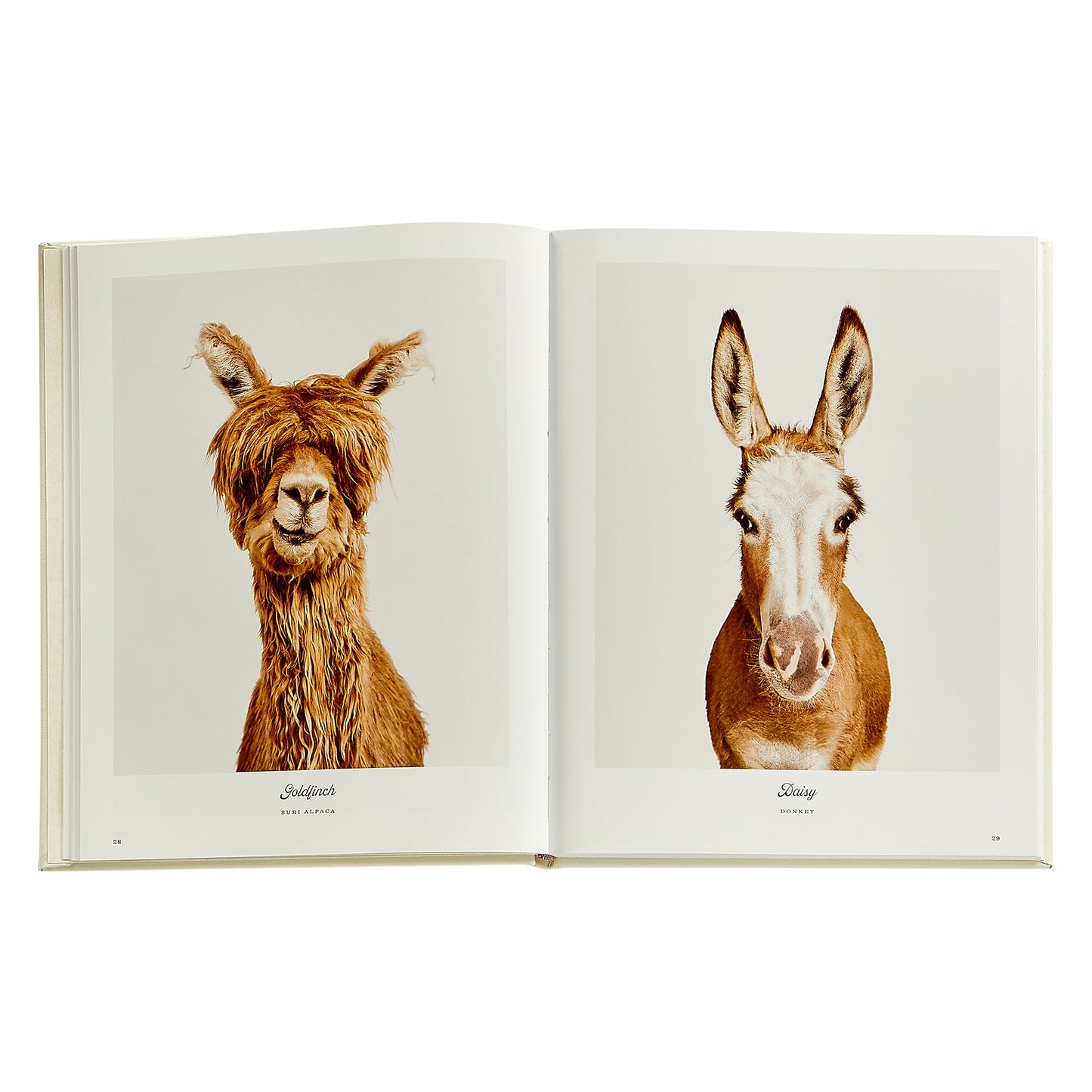 Farm Life: A Collection of Animal Portraits by Randal Ford