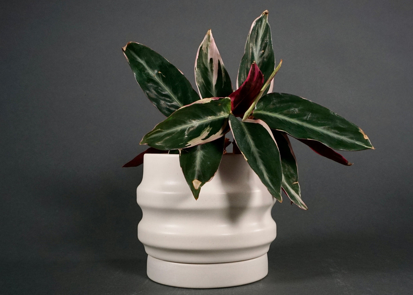 Primera Planters
