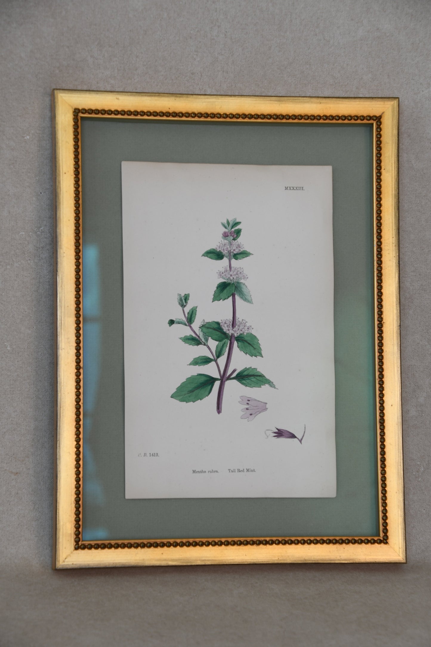 Framed Antique English Botanical Bookplates from Sowerby's English Botany