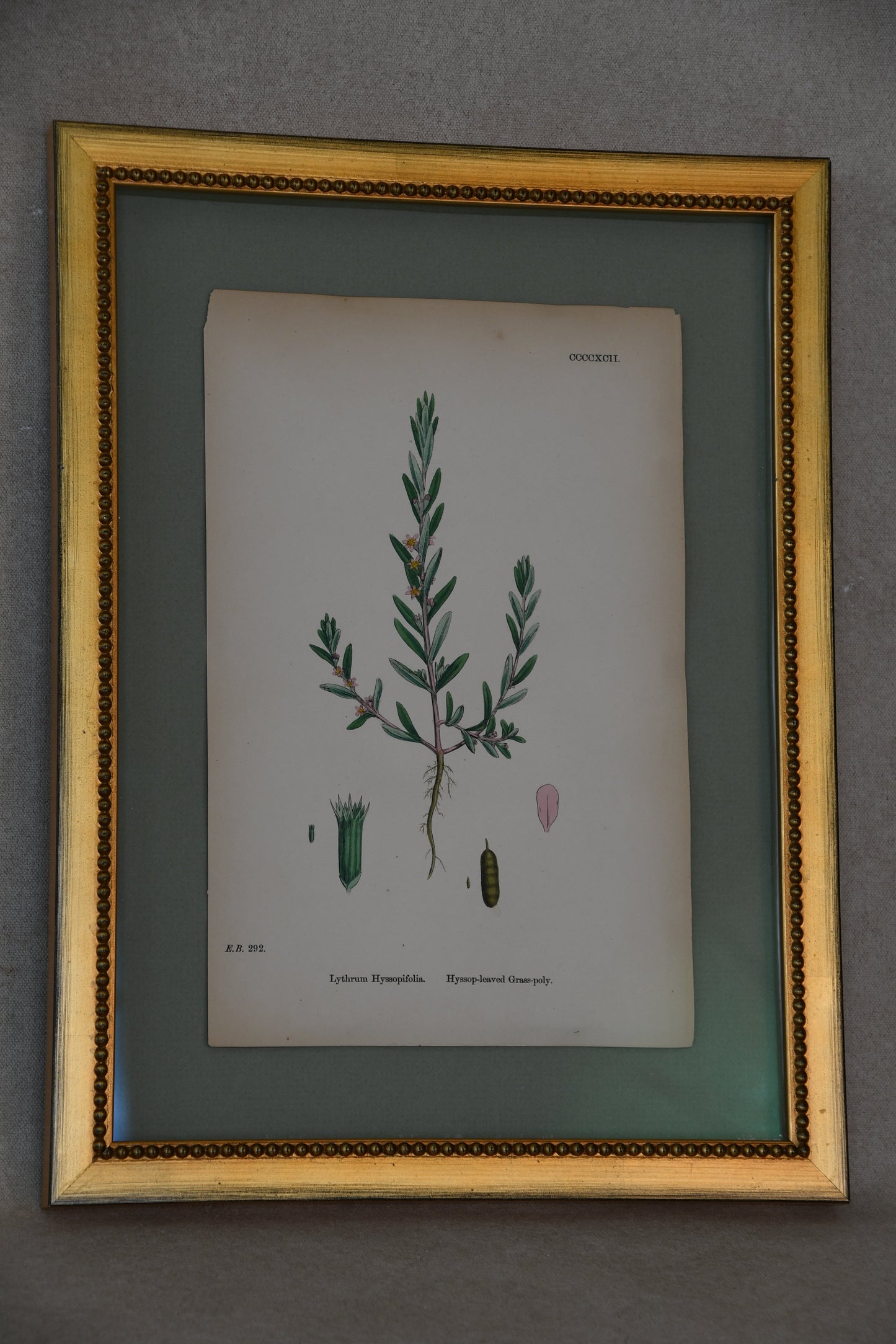 Framed Antique English Botanical Bookplates from Sowerby's English Botany