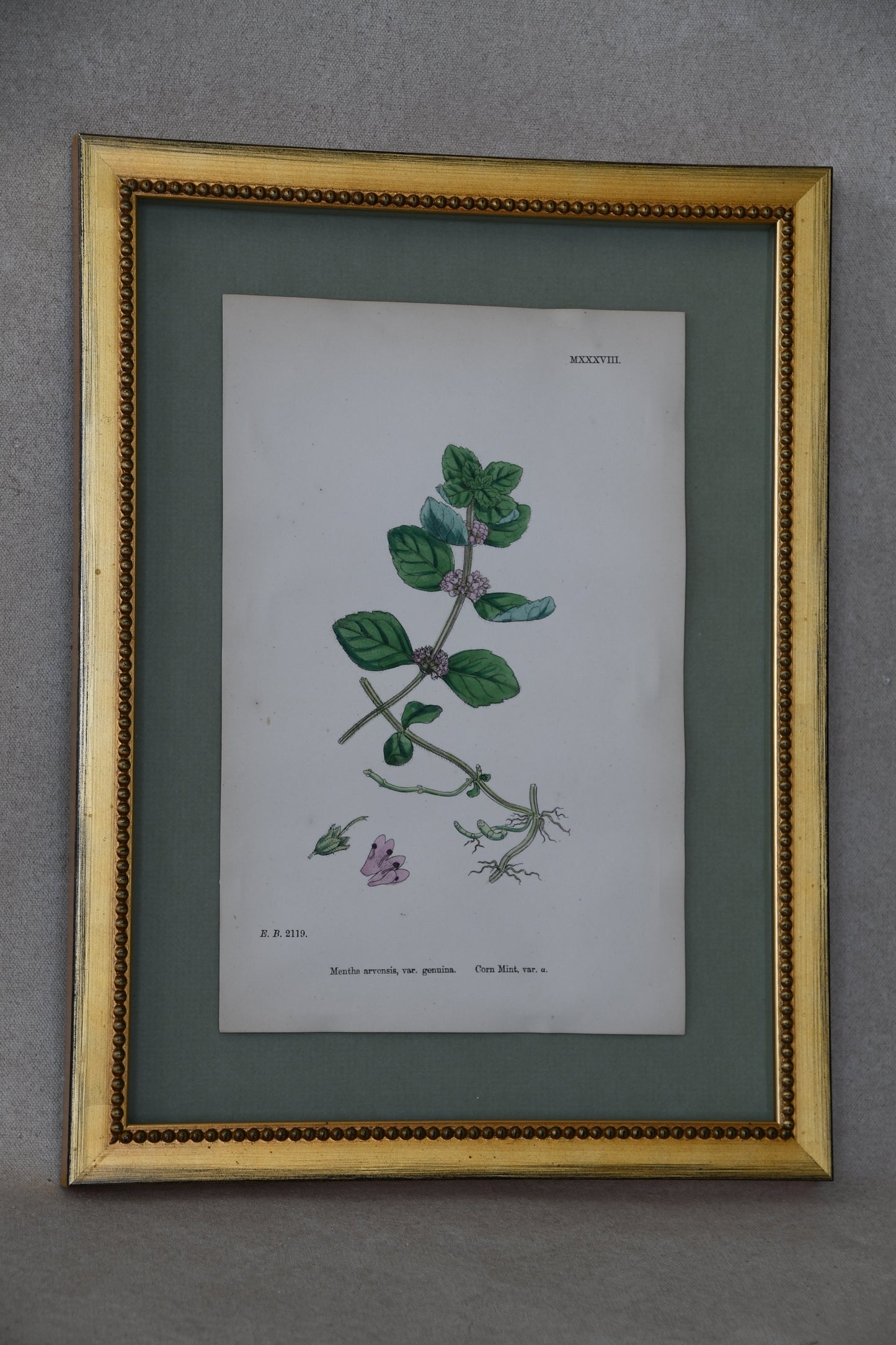 Framed Antique English Botanical Bookplates from Sowerby's English Botany