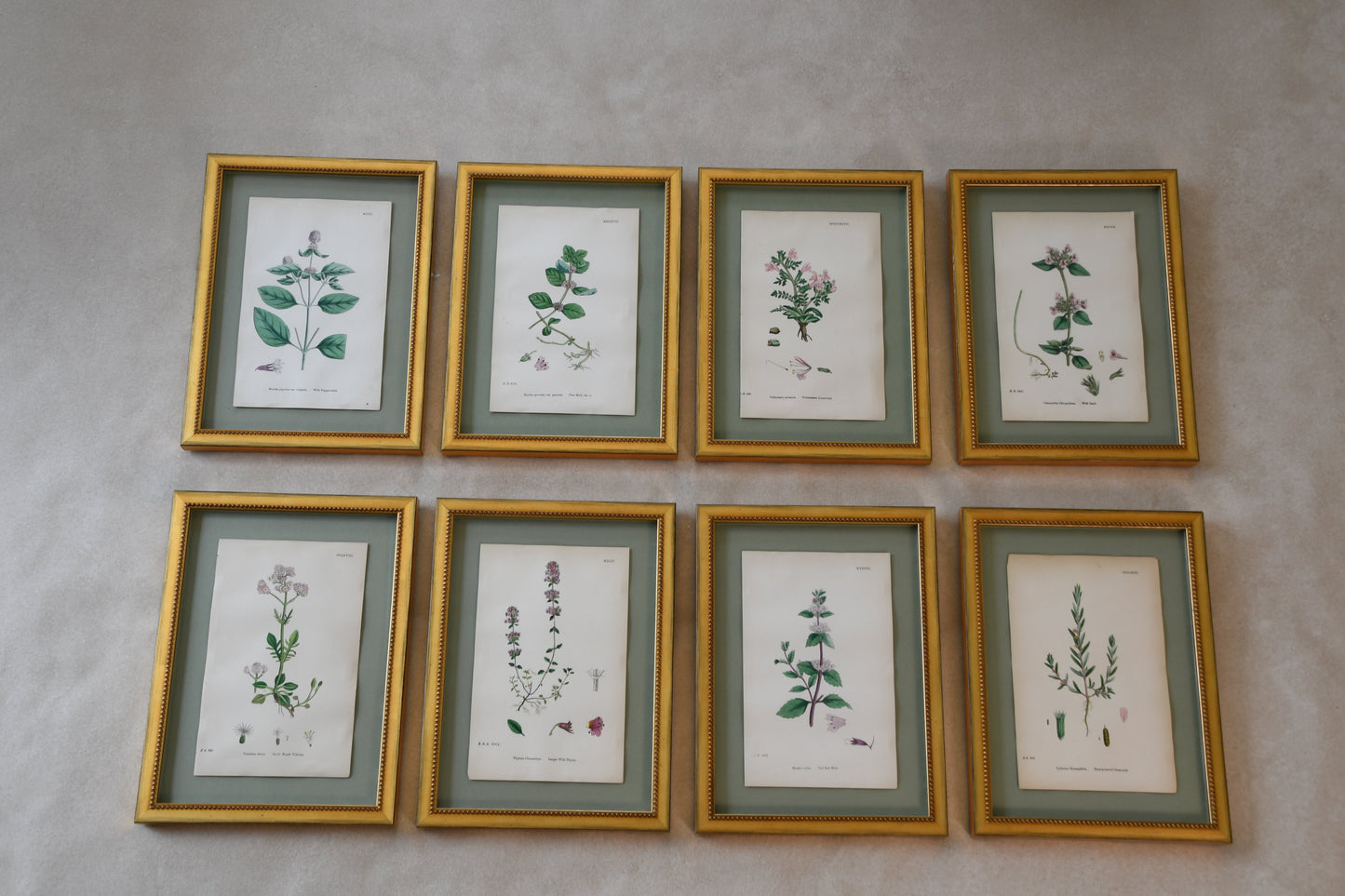 Framed Antique English Botanical Bookplates from Sowerby's English Botany