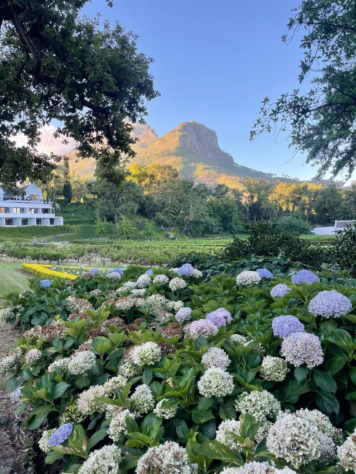 Wine Tasting in South Africa