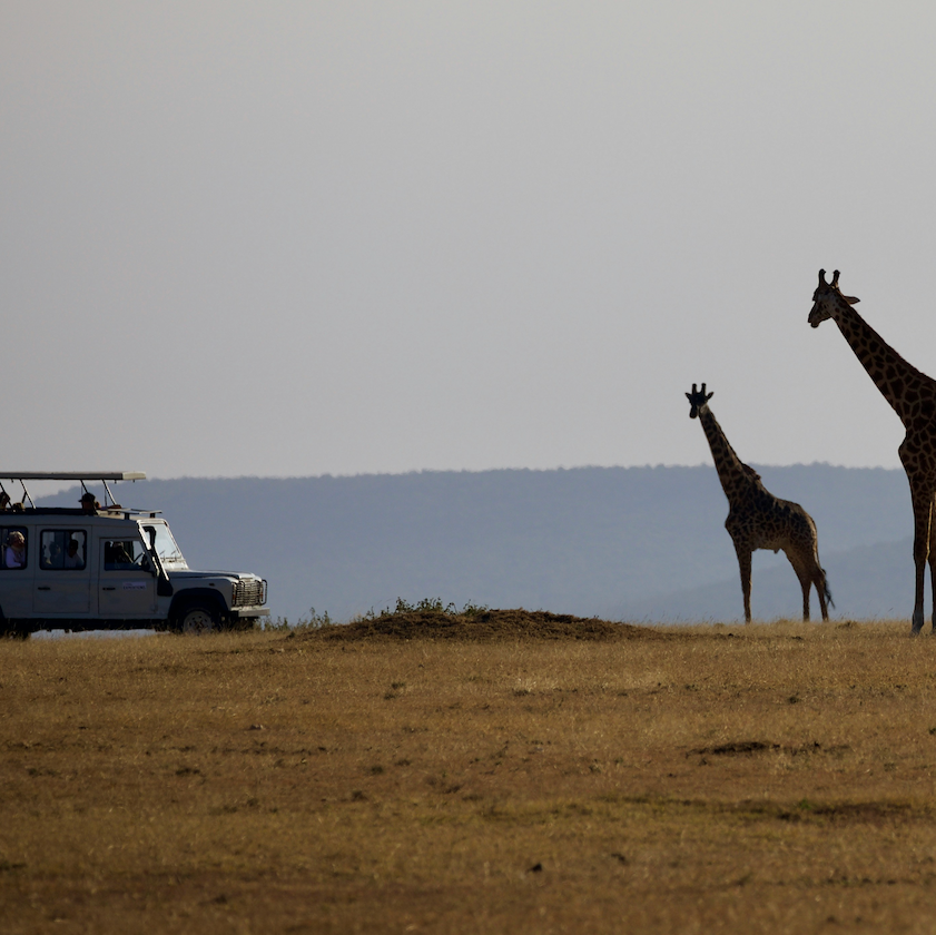 Future Safari