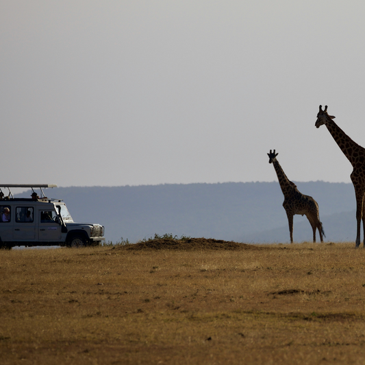 Future Safari