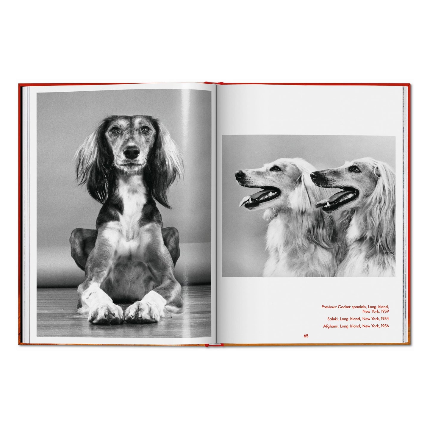 Walter Chandoha. Dogs. Photographs 1941–1991 (English)